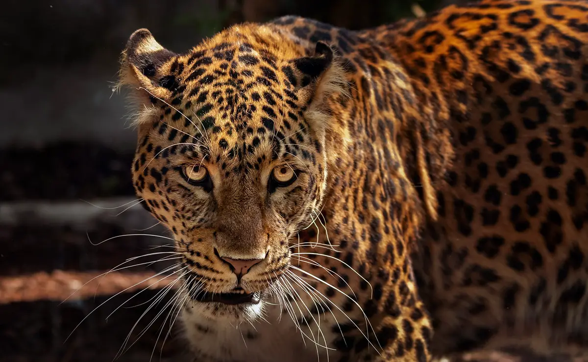 Jaguar, grote vleesetende kat: waar en hoe leeft hij?