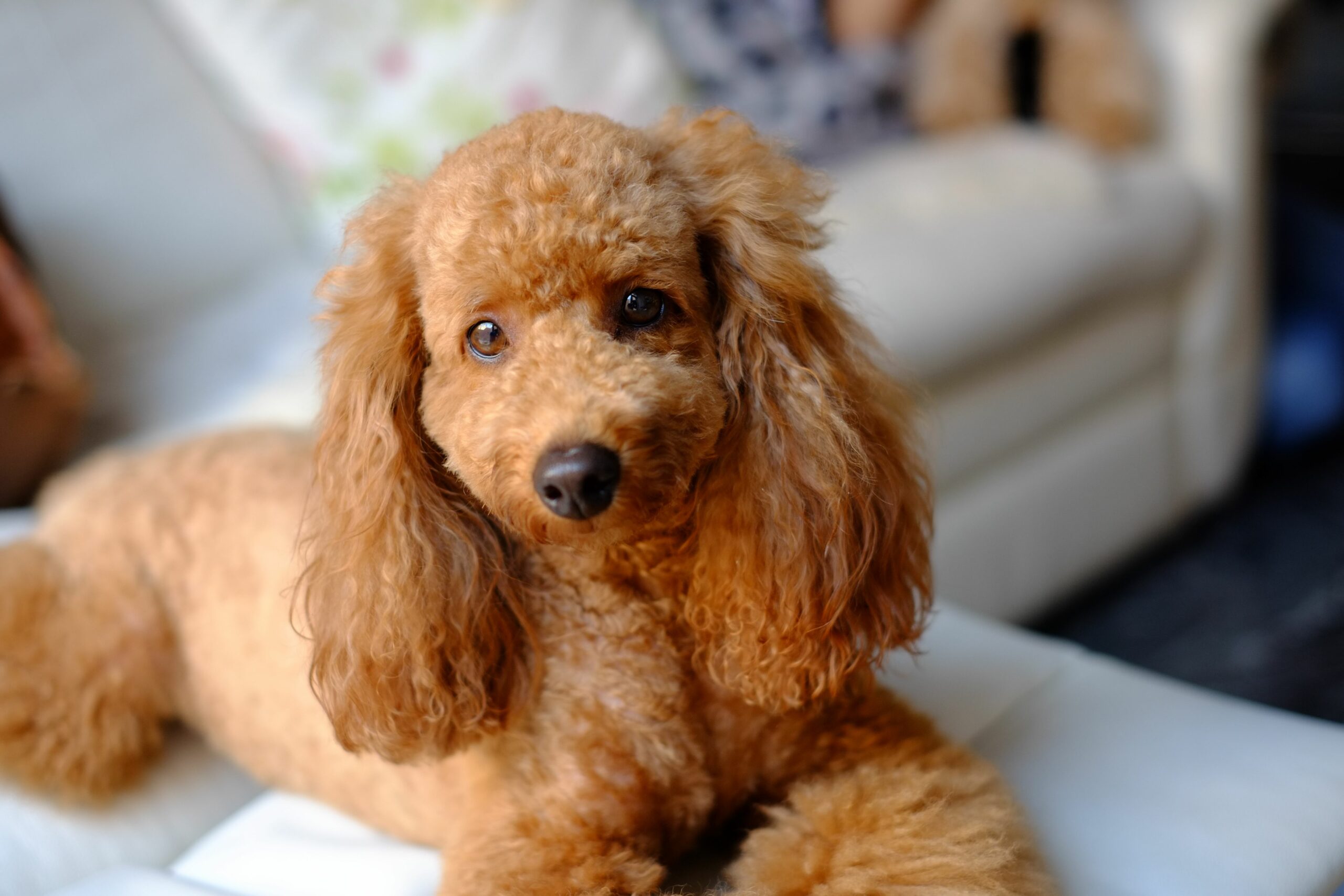 portrait of brown poodle sitting on sofa 678441021 590519945f9b5810dccfd490 scaled