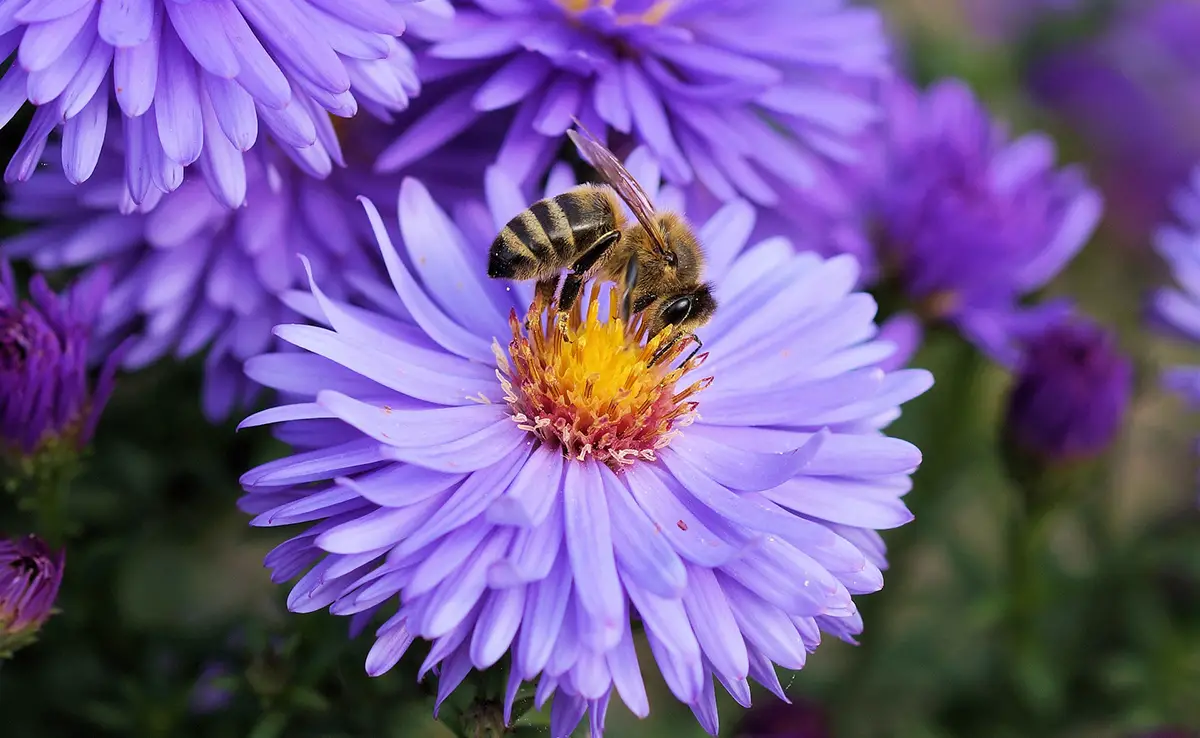 9 tips om bijen naar de tuin te lokken!