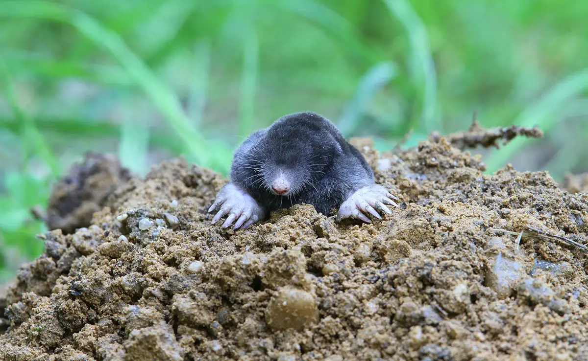 Hoe zich te ontdoen van mollen in de tuin?