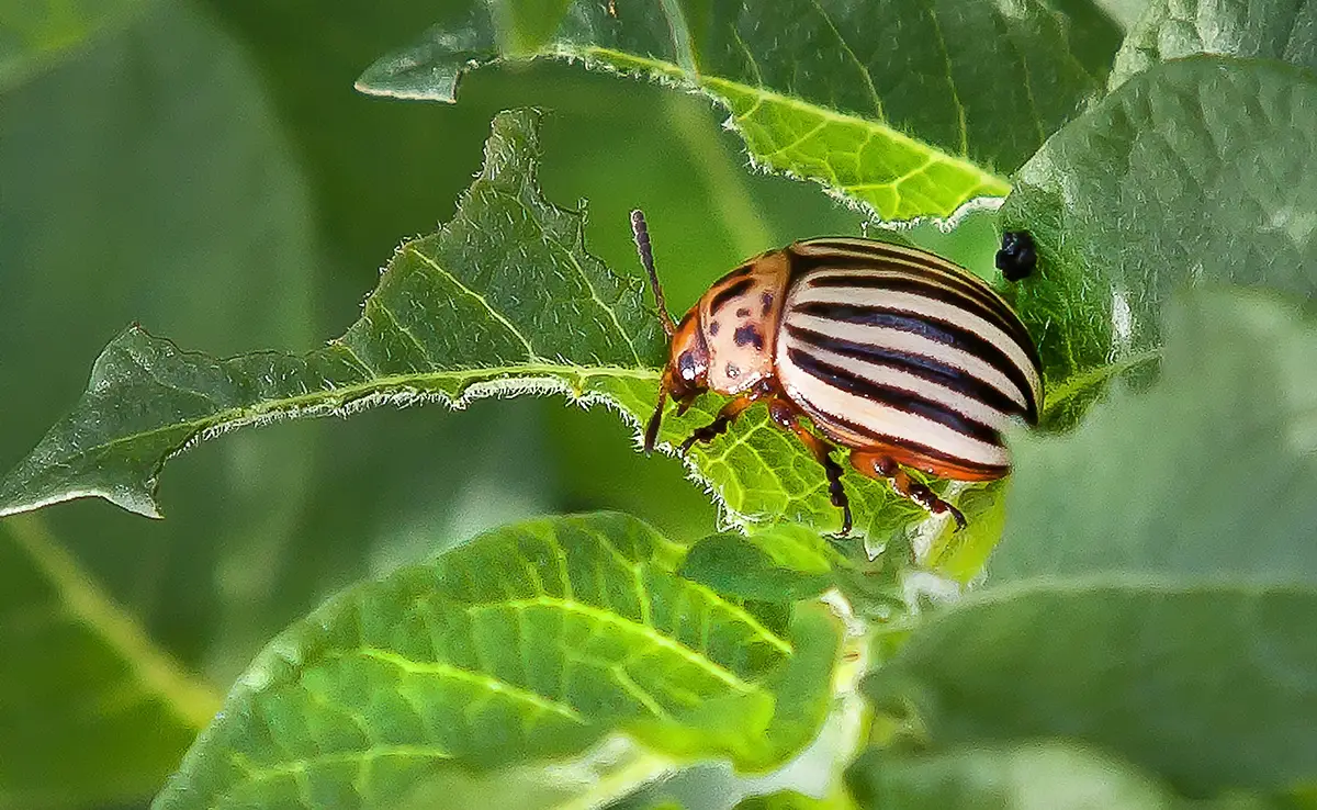 Coloradokever, echte aardappelplaag, wie is het?