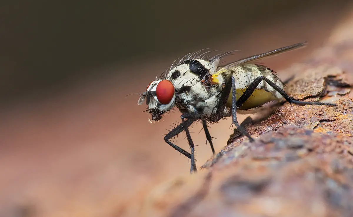 Kunnen insecten geluiden horen?