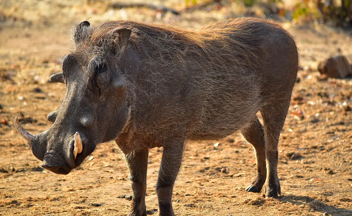 Wrattenzwijn, wild zwijn van de Afrikaanse savanne