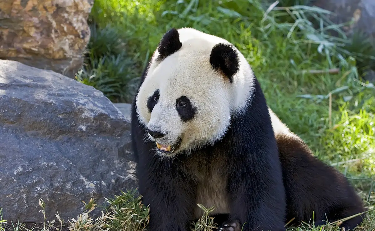 Wie zijn de roofdieren van de Panda?