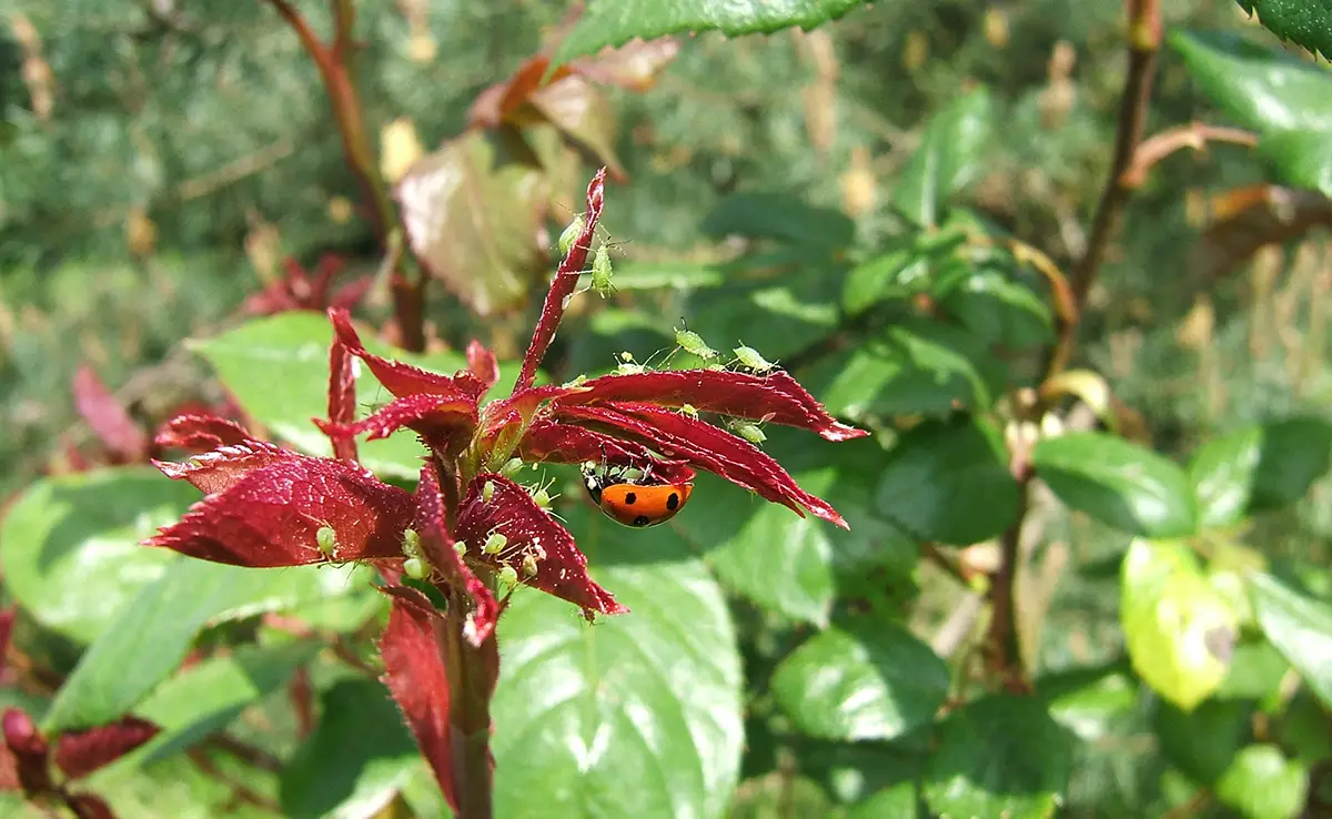 Hoe zich te ontdoen van bladluizen in de tuin?