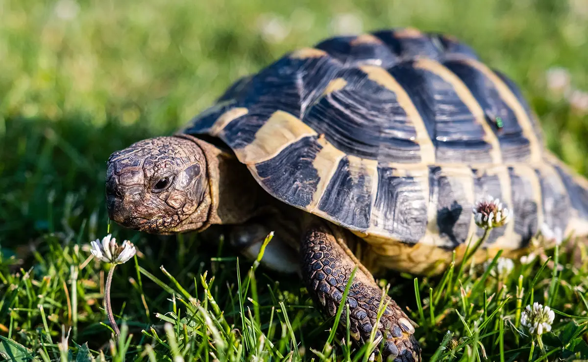 Hoe weet je het geslacht van je landschildpad?