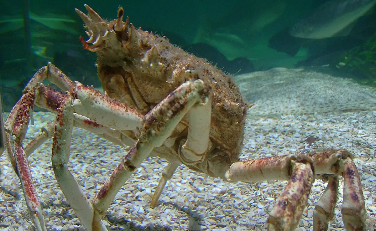 Spinkrab: wie is deze krab?  Hoe leeft hij?