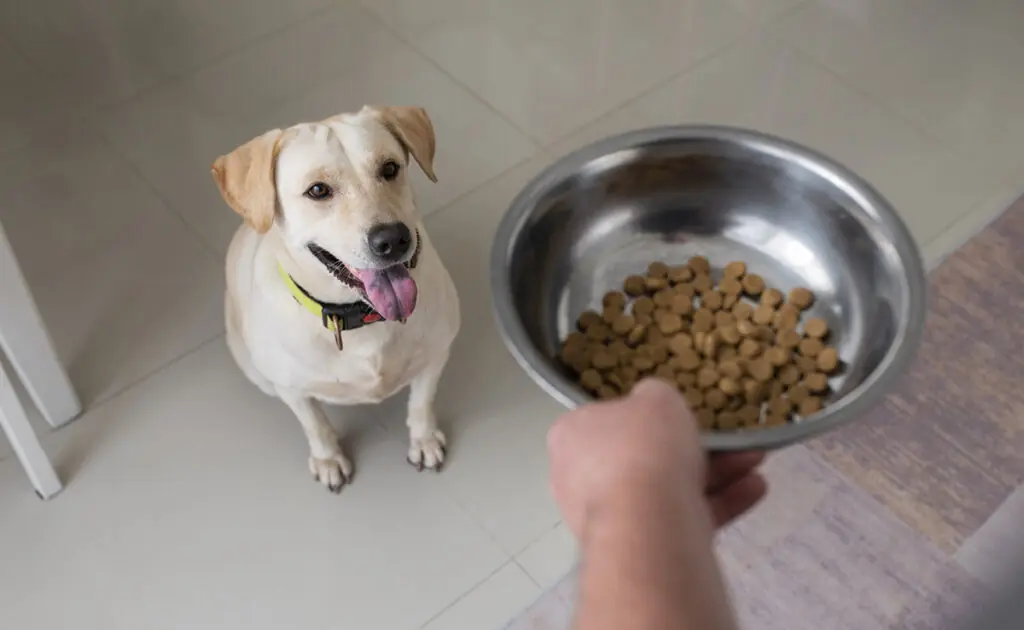 croquettes chien 083920 1200 738