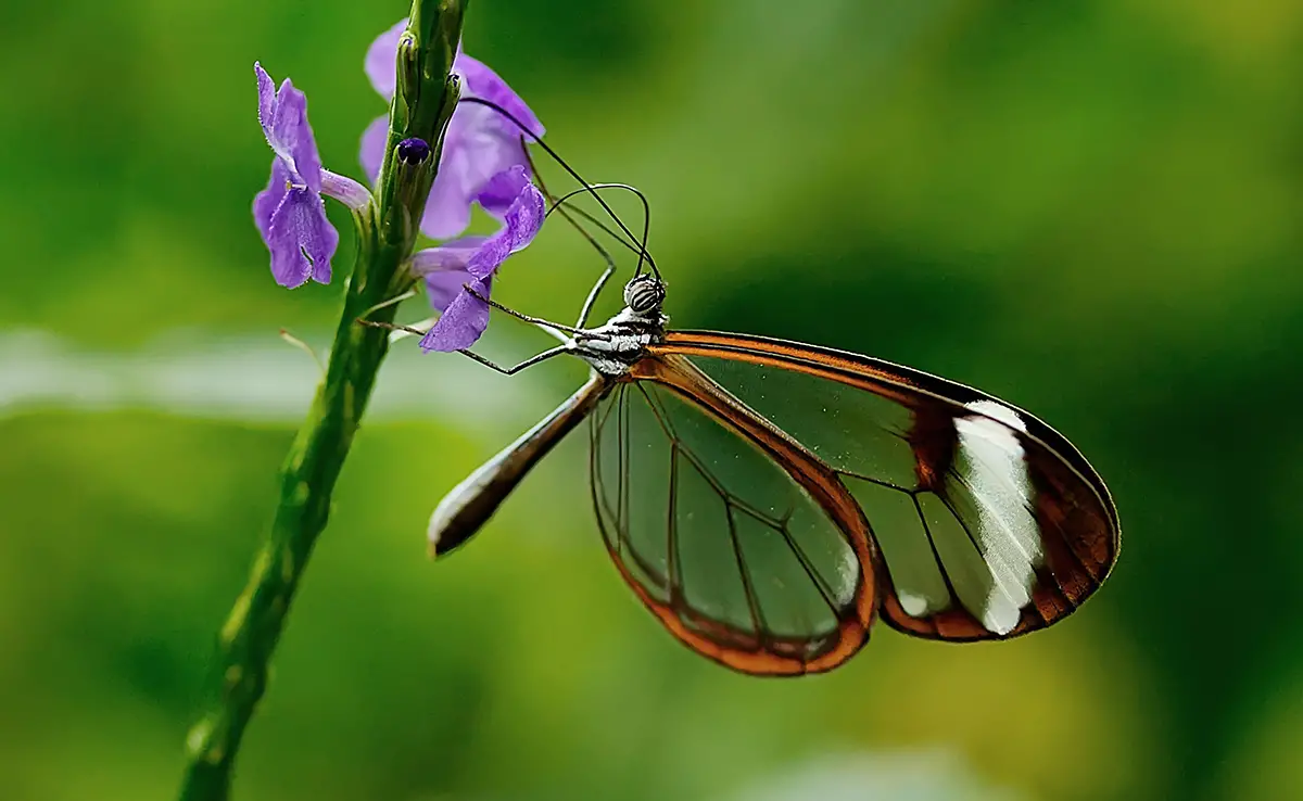 6 redenen waarom insecten essentieel zijn voor het leven op aarde