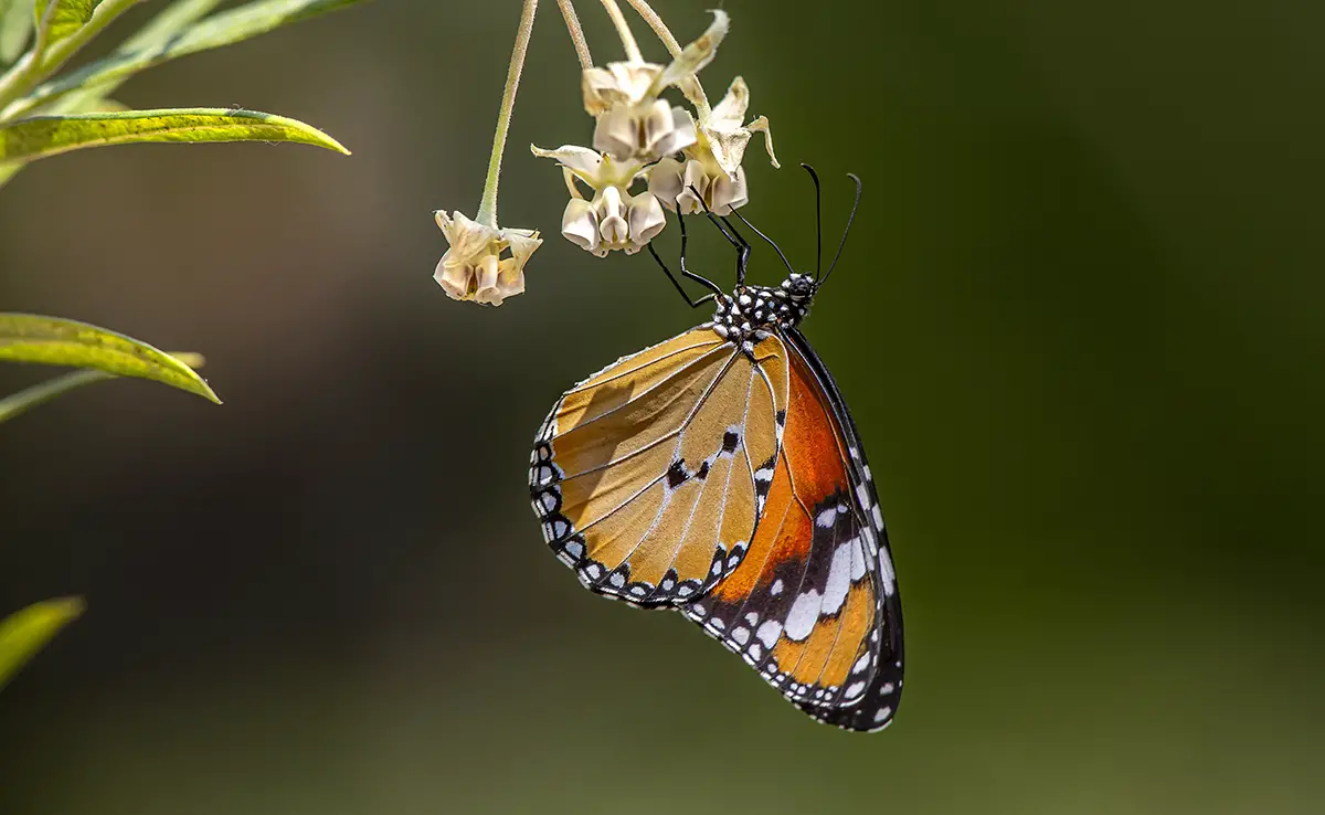 Insectenmigratie: 8 emblematische soorten die migreren als vogels!