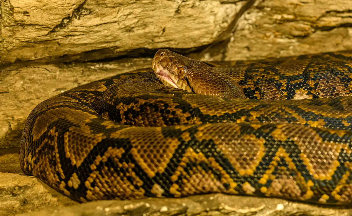 Netpython, een van de grootste slangen: wie is het?  Hoe te leven?