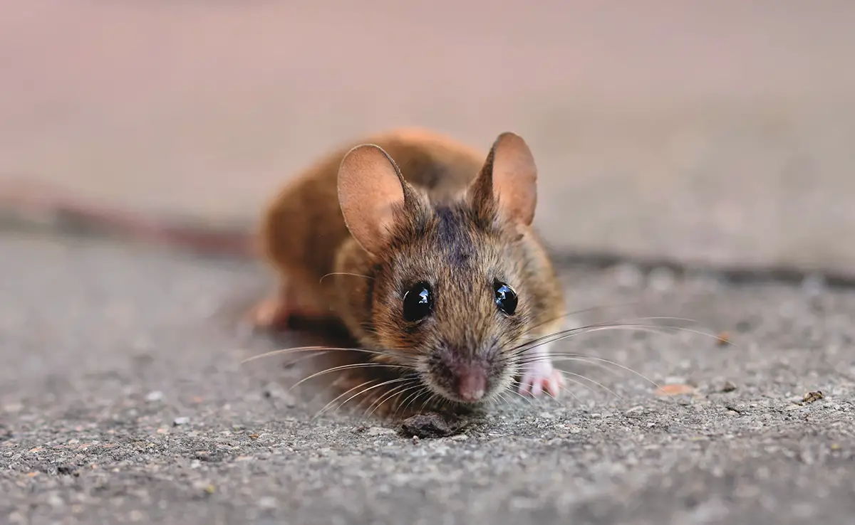 Hoe herken en identificeer je een schadelijk knaagdier?