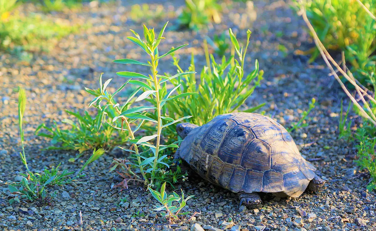 Mijn schildpad wil niet meer eten: waarom?  Wat moeten we doen ?