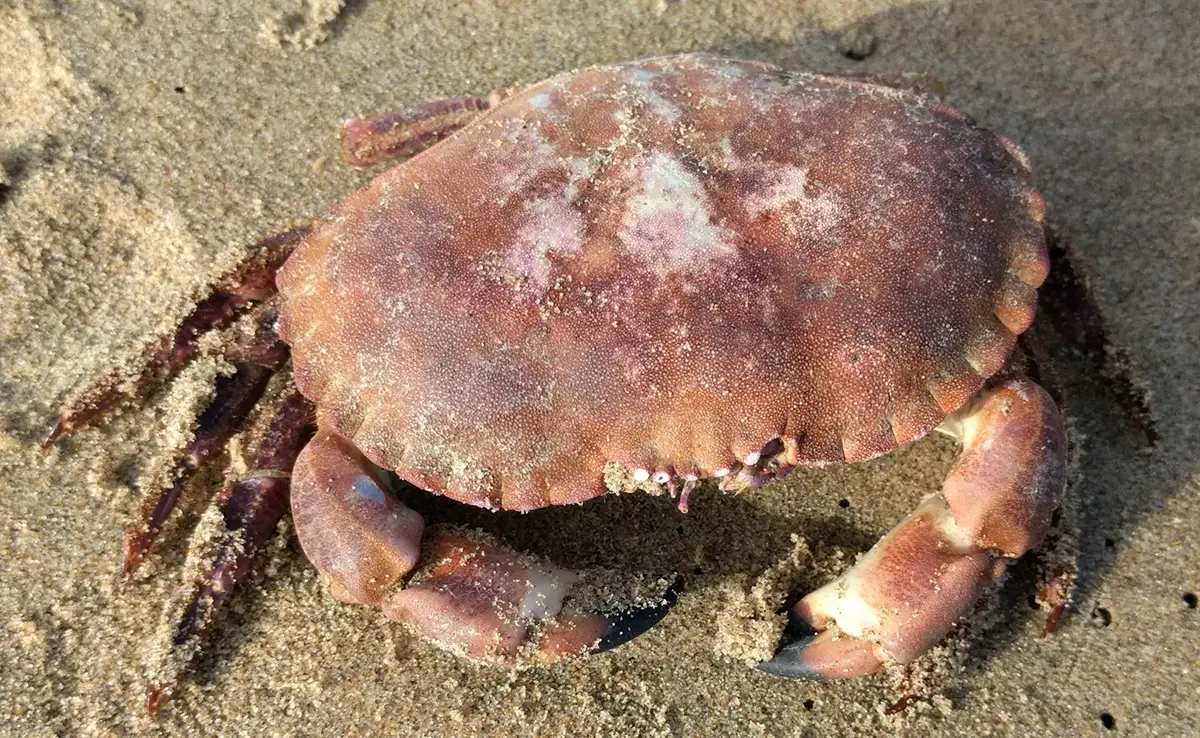 Krab of Dungeness-krab: wie is het?  Hoe leeft hij?