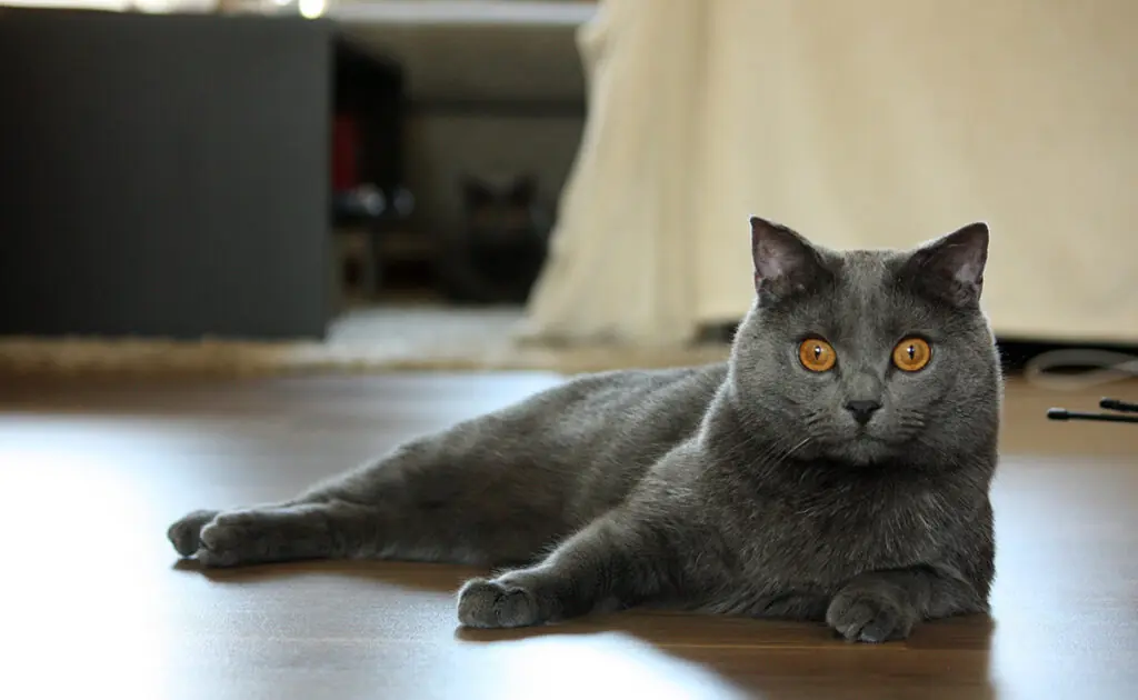 brossage chartreux 082248 1200 738