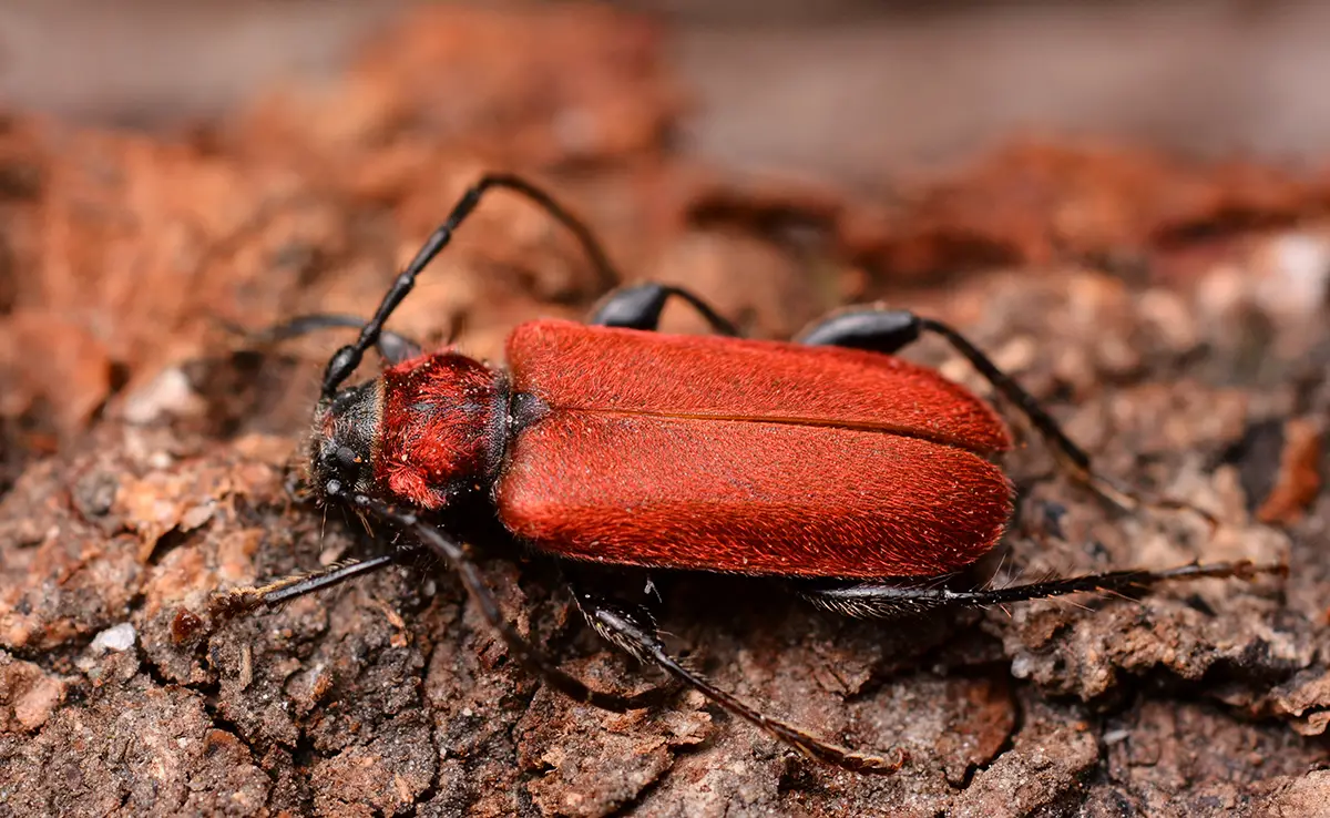 Bloedrood callidium of bloedrood callidium, insect dat zich verstopt in het bos!