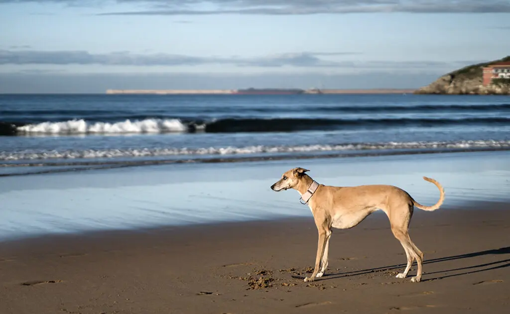 plage chien 115959 1200 738