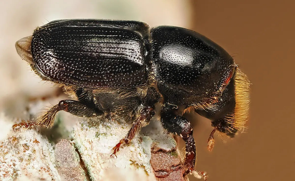 Schorskever, insect dat ernstige schade aan bomen veroorzaakt