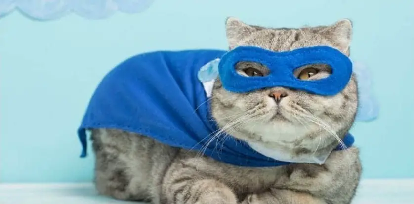 1725480027 Superhero Cat Names