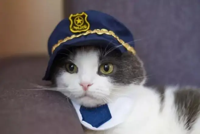 1726406420 Police Cat Names