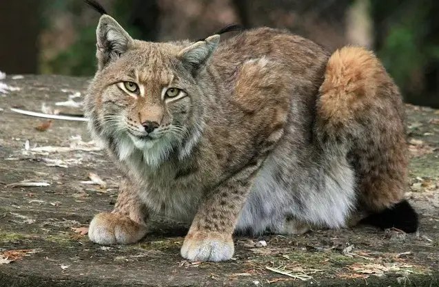 1726417218 Lynx Cat Names