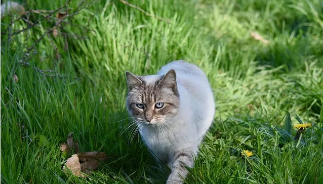 Avontuurlijke kattennamen