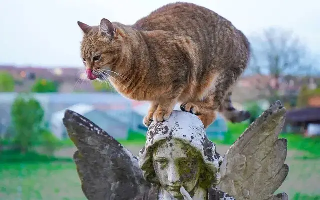 Engelachtige kattennamen