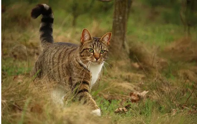 Kattennamen Betekenis Overlever