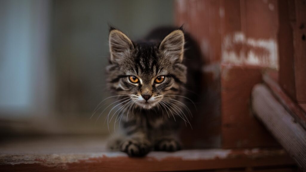 Kattennamen Pakistan