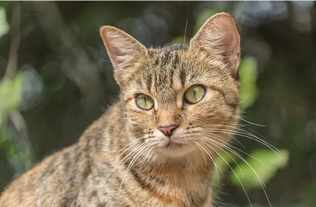 Namen van verwilderde katten