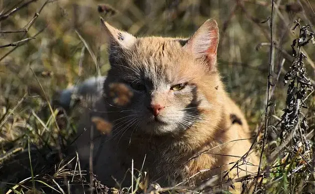 Haïtiaanse kattennamen