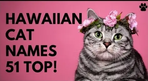 Hawaiian Cat Names