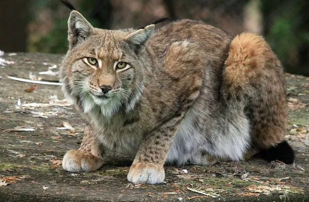 Lynx kattennamen