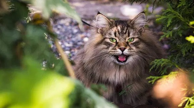 Mannelijke kattennamen