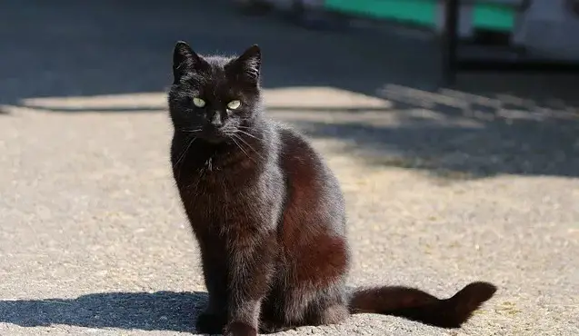 Kattennamen uit het Midden-Oosten