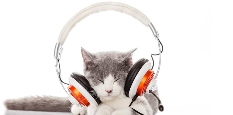 Muziek Kattennamen 1