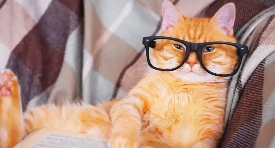 Nerdy kattennamen