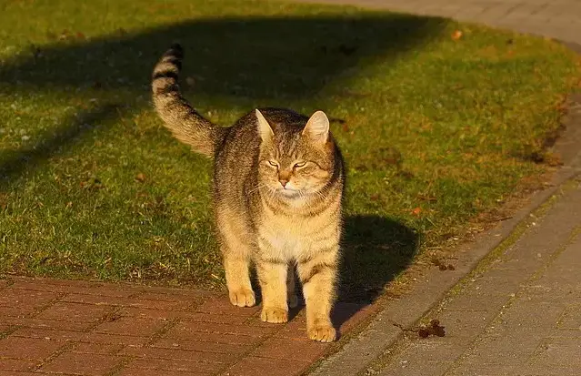 Edele kattennamen