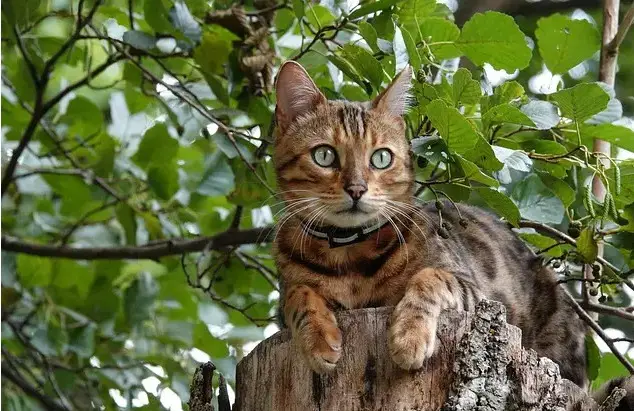 Noordse kattennamen