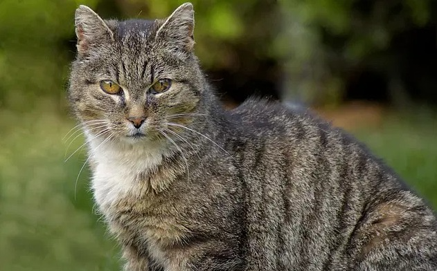 Ouderwetse kattennamen