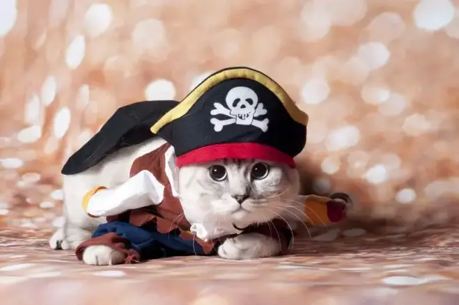 Namen voor piratenkatten