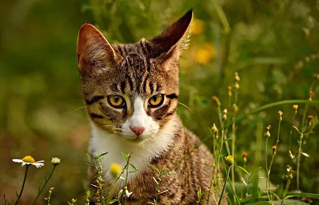 Willekeurige kattennamen