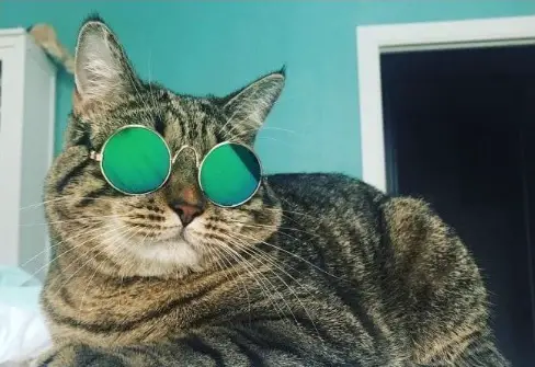 Rapper kattennamen