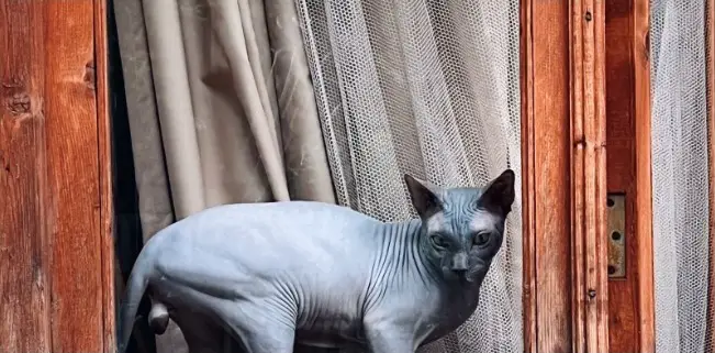 Sphynx kattennamen