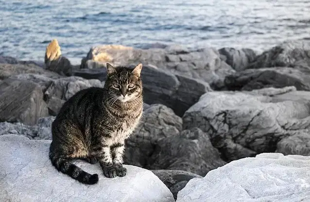 Tropische kattennamen