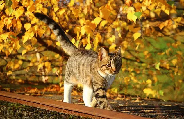 Vietnamese kattennamen