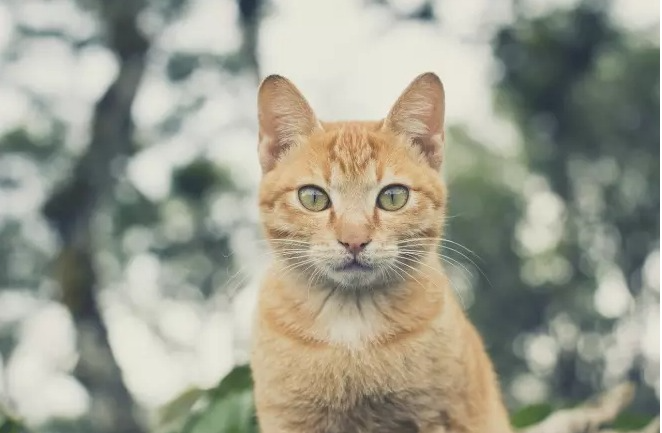 Vintage namen voor katten