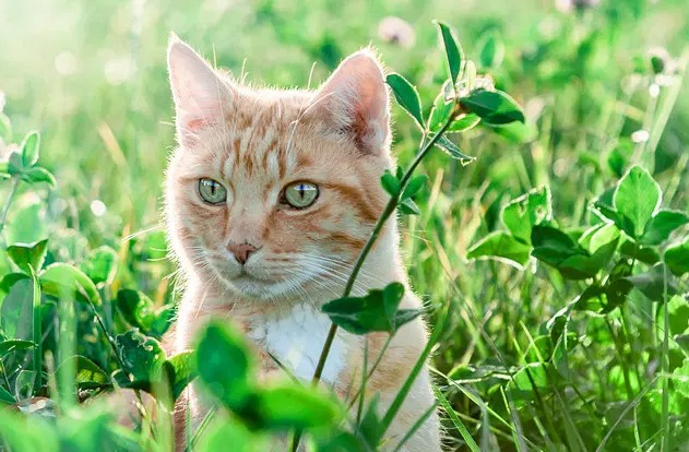 Namen voor weerkatten: een gids voor het vernoemen van uw kattenvriend