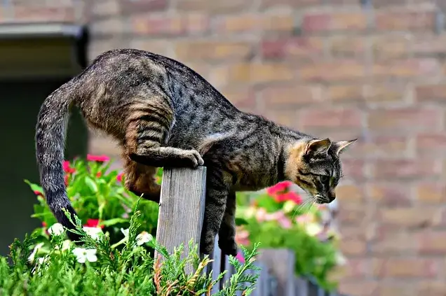 Zen kattennamen