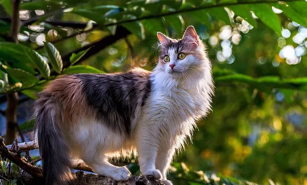 Azteekse kattennamen